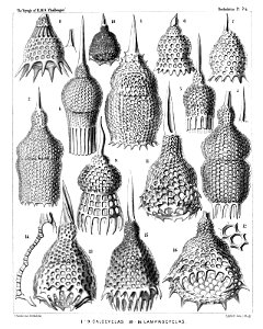Radiolaria (Challenger) Plate 074