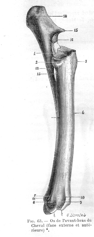 RadiusCubitChevalChauveauCM1890
