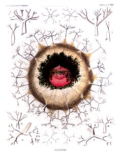 Radiolaria (Challenger) Plate 102