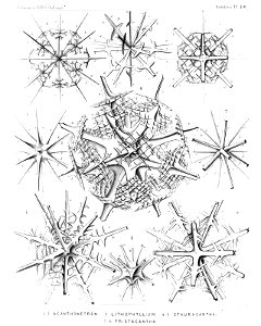 Radiolaria (Challenger) Plate 130