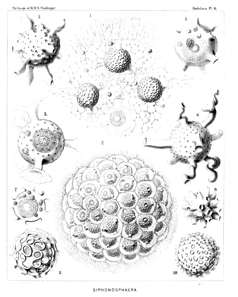 Radiolaria (Challenger) Plate 006