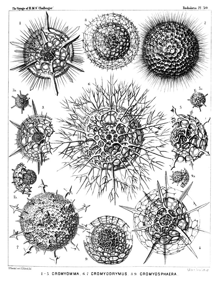 Radiolaria (Challenger) Plate 030