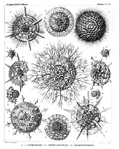 Radiolaria (Challenger) Plate 030