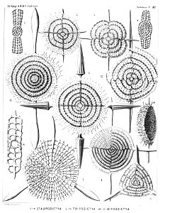 Radiolaria (Challenger) Plate 042