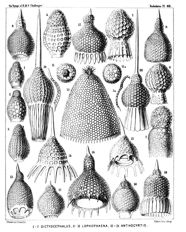 Radiolaria (Challenger) Plate 062