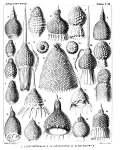Radiolaria (Challenger) Plate 062