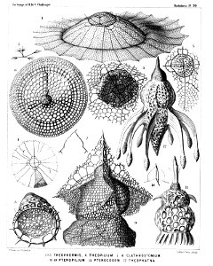 Radiolaria (Challenger) Plate 070