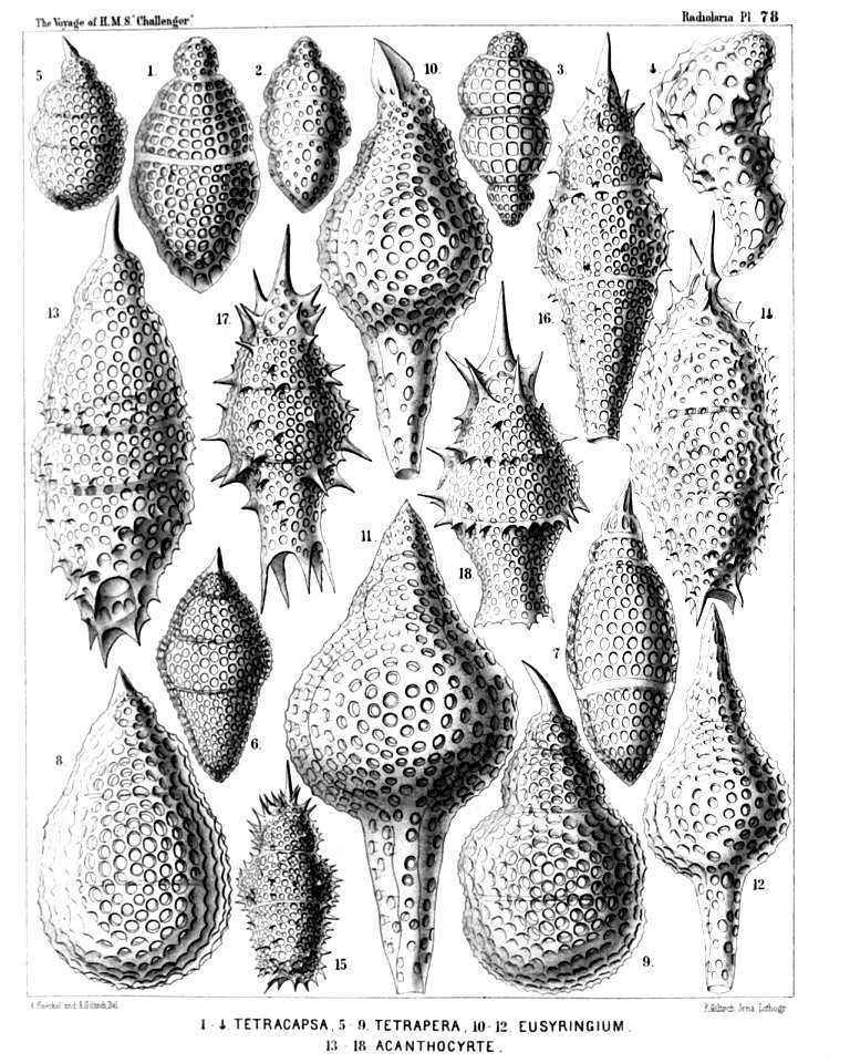 Radiolaria (Challenger) Plate 078