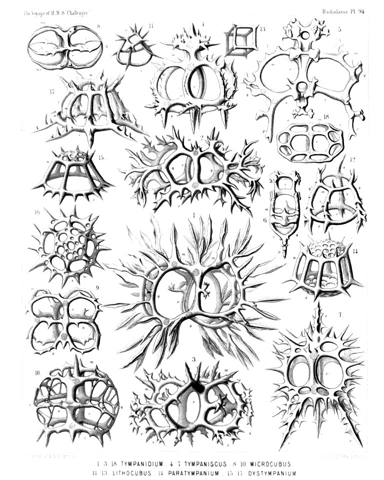 Radiolaria (Challenger) Plate 094