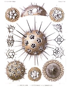 Radiolaria (Challenger) Plate 114