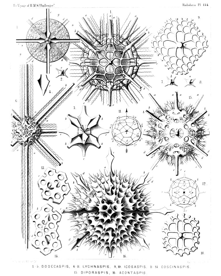 Radiolaria (Challenger) Plate 134