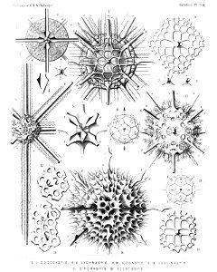 Radiolaria (Challenger) Plate 134