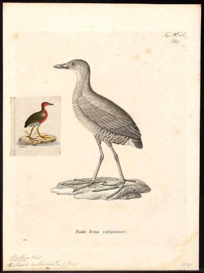 Rallina rubiginosa - 1700-1880 - Print - Iconographia Zoologica - Special Collections University of Amsterdam - UBA01 IZ17500151