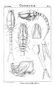 Pl. I. Bodotria scorpioides