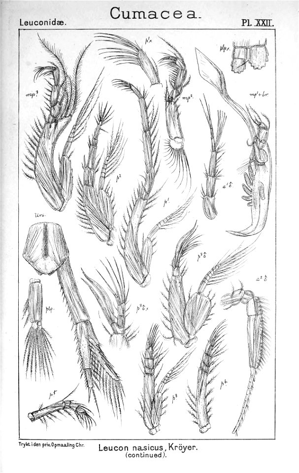 Pl. XXII. Leucon (Leucon) nasica