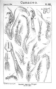 Pl. XXII. Leucon (Leucon) nasica