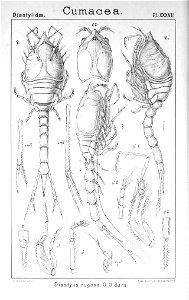 Pl. XXXVII. Diastylis rugosa