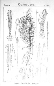Pl. LXVIII Diastylis