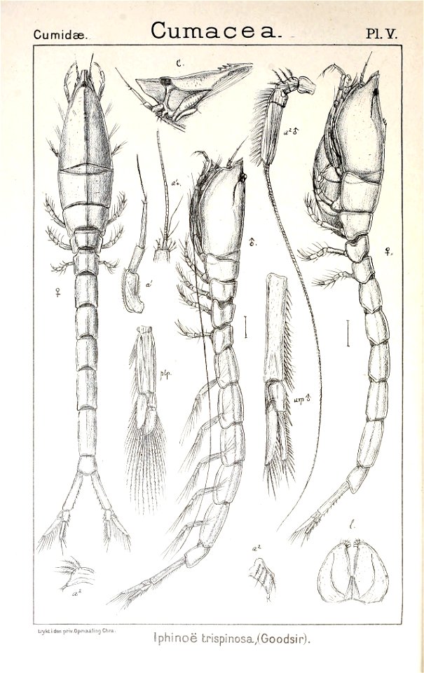 Pl. V. Iphinoe trispinosa