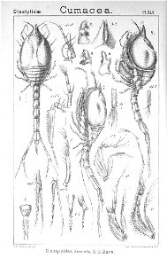 Pl. XLV Diastylis serrata