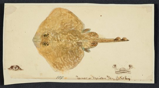 Rajidae (Skate) by Frank Edward Clarke