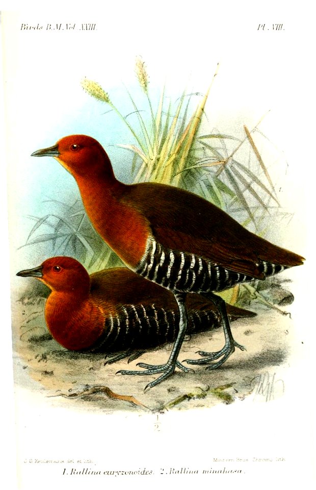 RallinaEuryzonoidesKeulemans