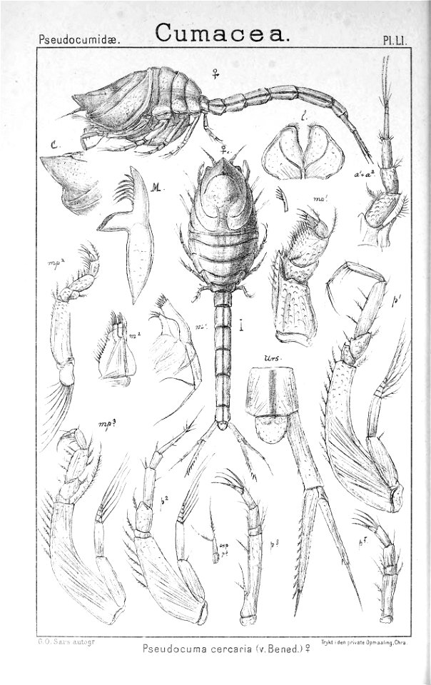 Pl. LI Pseudocuma cercaria