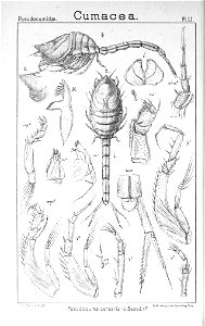 Pl. LI Pseudocuma cercaria