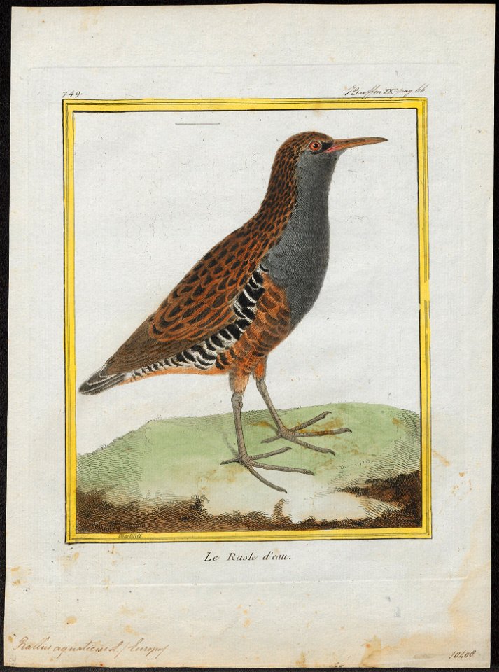 Rallus aquaticus - 1700-1880 - Print - Iconographia Zoologica - Special Collections University of Amsterdam - UBA01 IZ17500007
