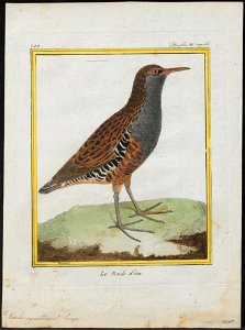 Rallus aquaticus - 1700-1880 - Print - Iconographia Zoologica - Special Collections University of Amsterdam - UBA01 IZ17500007