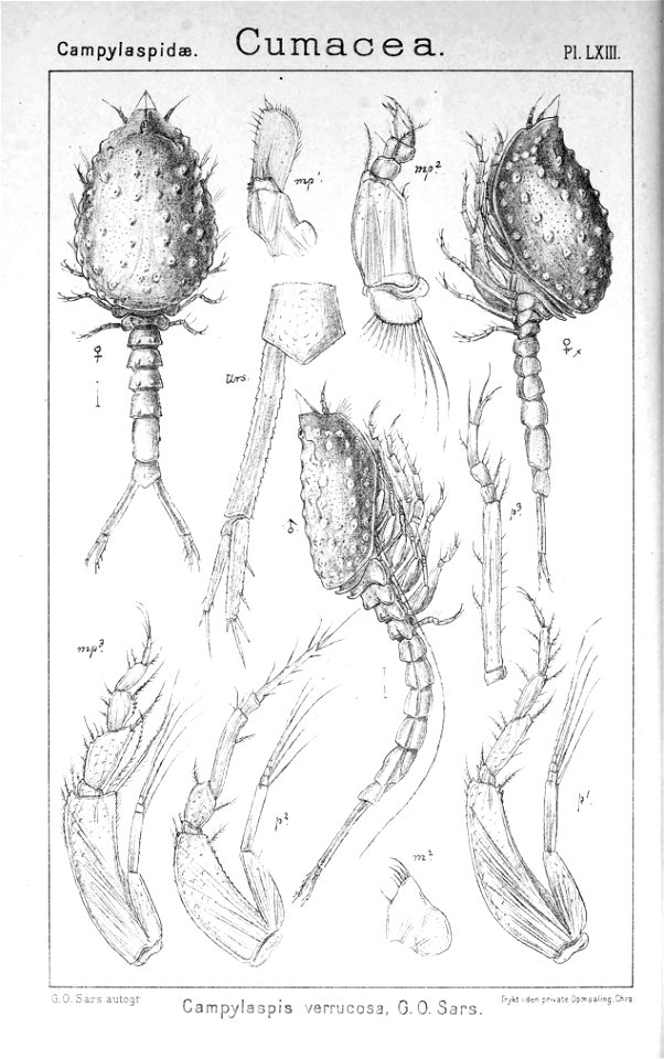 Pl. LXIII Campylaspis verrucosa