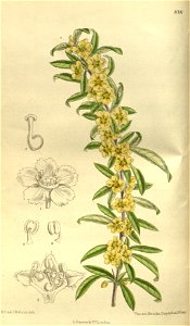 Plagiospermum sinense brachypoda 143-8711