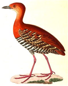 Rallina fasciata 1838
