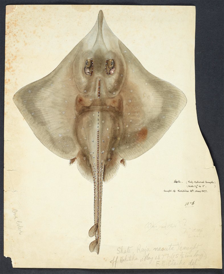 Raja nasuta (full) by Frank Edward Clarke