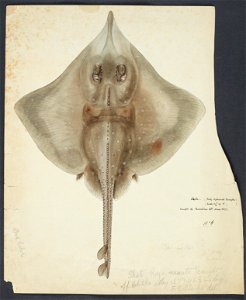 Raja nasuta (full) by Frank Edward Clarke