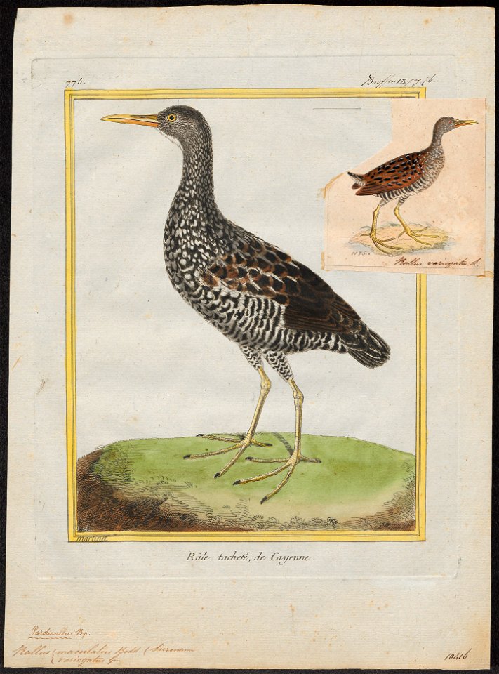 Rallus maculatus - 1700-1880 - Print - Iconographia Zoologica - Special Collections University of Amsterdam - UBA01 IZ17500021