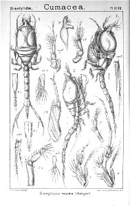 Pl. XLVII Diastylopsis resima