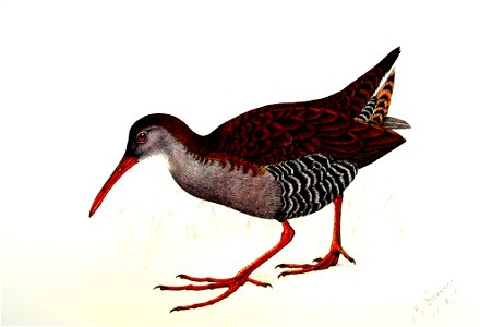 Rallus caerulescens00