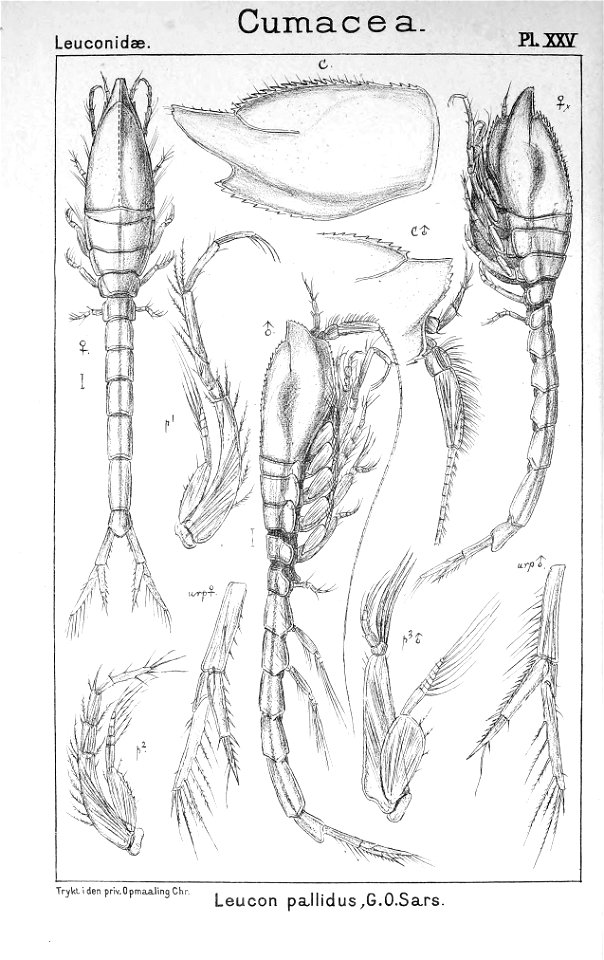Pl. XXV. Leucon (Alytoleucon) pallidus