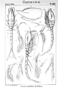 Pl. XXV. Leucon (Alytoleucon) pallidus