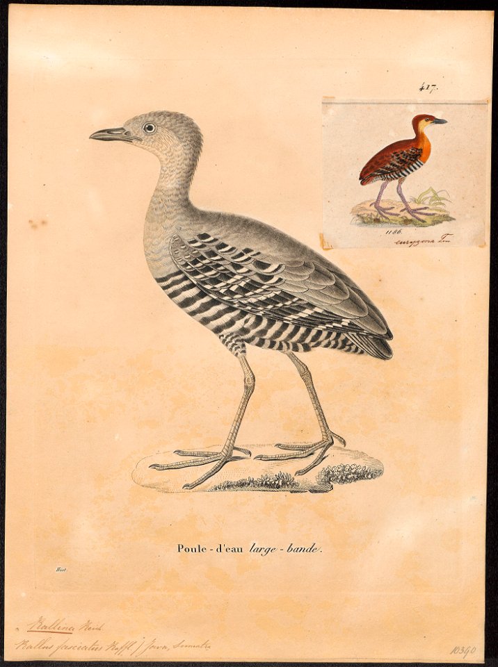 Rallina fasciata - 1700-1880 - Print - Iconographia Zoologica - Special Collections University of Amsterdam - UBA01 IZ17500147