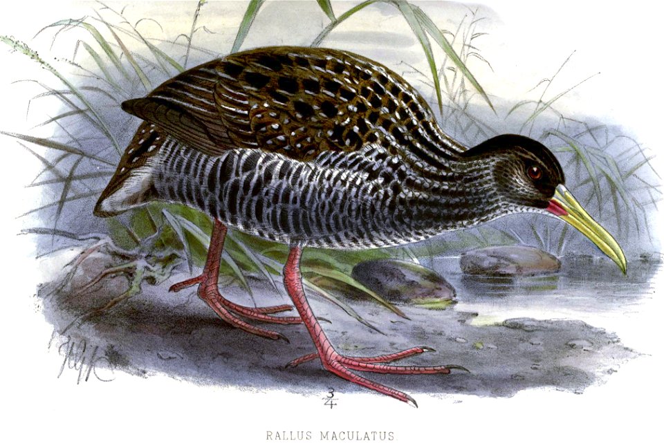 RallusMaculatusKeulemans