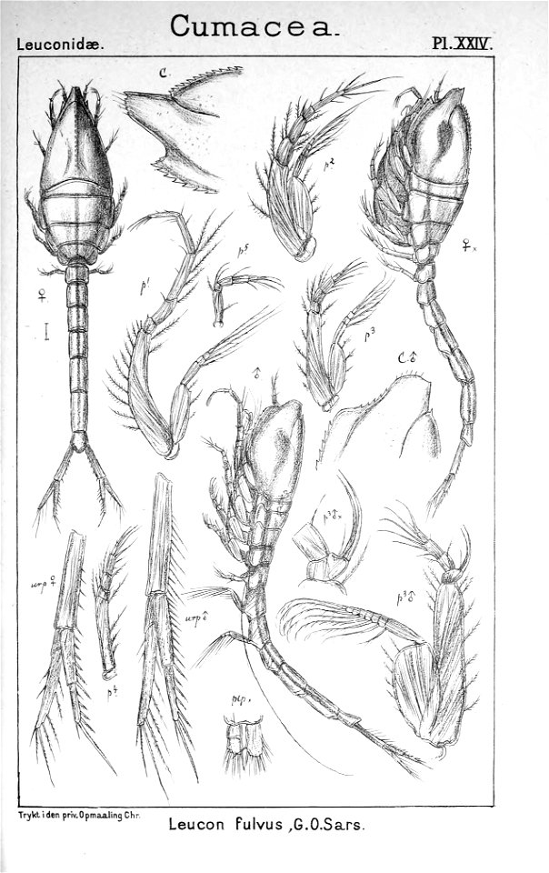 Pl. XXIV. Leucon (Leucon) fulvus
