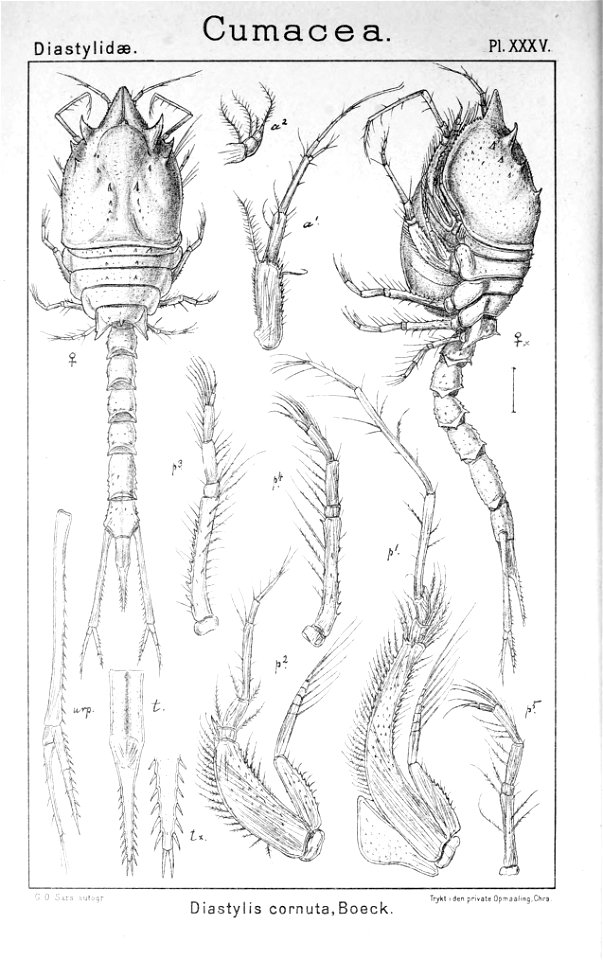 Pl. XXXV. Diastylis cornuta