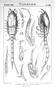 Pl. LXXII Diastylis rathkei