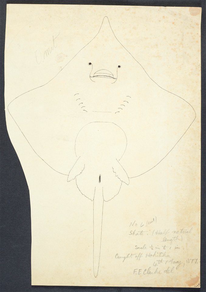 Raja nasuta by Frank Edward Clarke