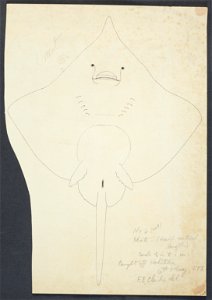Raja nasuta by Frank Edward Clarke