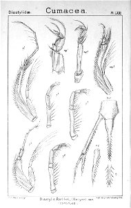 Pl. LXXI Diastylis rathkei