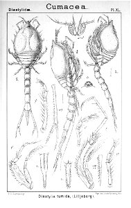 Pl. XL Diastylis tumida