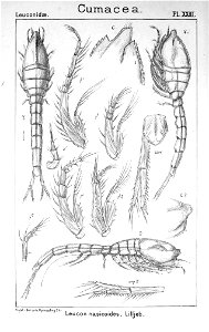 Pl. XXIII. Leucon (Leucon) nasicoides